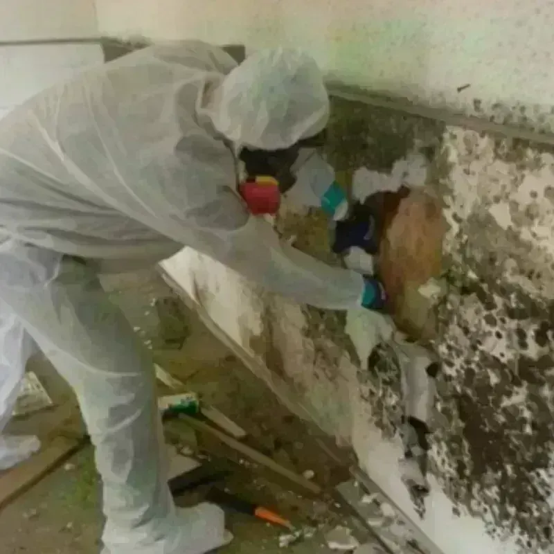 Mold Remediation and Removal in Orchards, WA